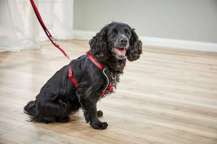 Шлейка для собак пом'якшена Wolters Professional Comfort 2 40-45 см / 25 мм Червоний