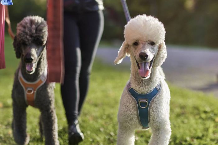 Шлейка для собак пом'якшена з ручкою Hurtta Venture No-Pull 60-80 см Синій