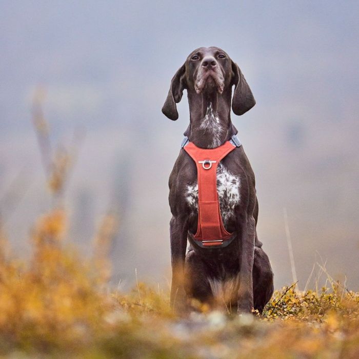 Шлейка для великих порід собак Hurtta Rover Harness Помаранчевий 45-60
