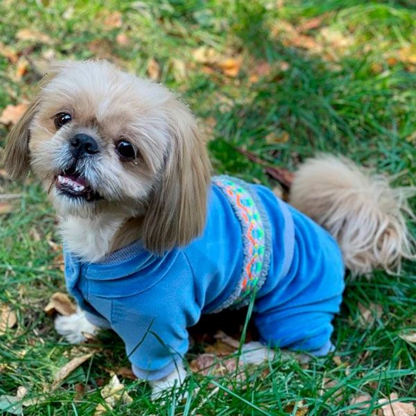 Комбінезон Колорит велюр (хлопчик) S