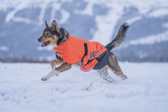 Куртка для собак Long distance + jacket Non-stop dogwear Помаранчевий M