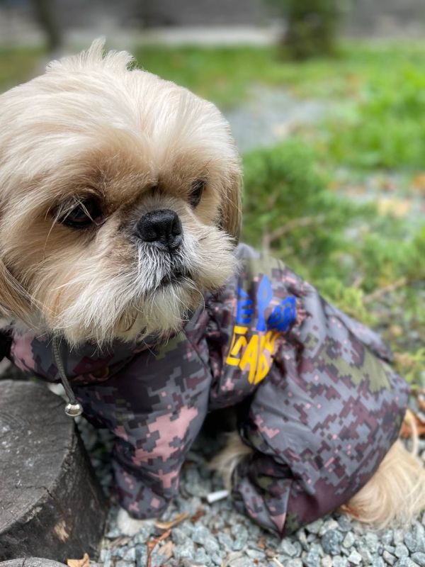Камуфляж комбінезон на силіконі для собак хлопчиків S2 мопс
