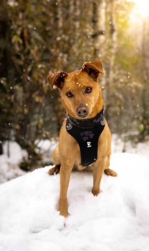 Шлейка для собак пом'якшена Hurtta Weekend Warrior 100-120 см Чорний