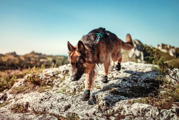 Черевики для собак Protector bootie Non-stop dogwear Чорний/Помаранчевий L 4 Шт.