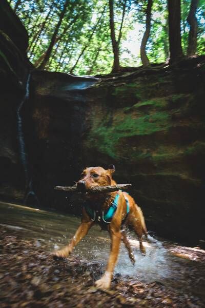 Легка шлейка для собак Ruffwear Flagline™ S 56-69 см Сірий