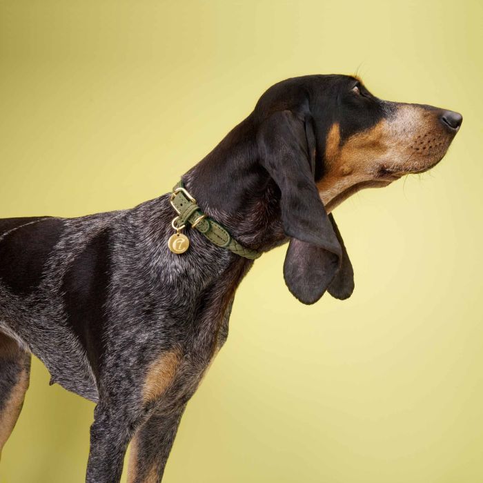 Нашийник для собак Cloud7 Ravello Зелений XS