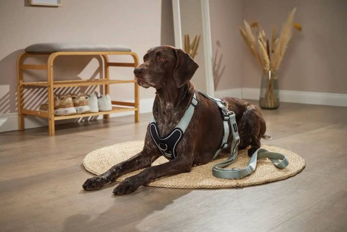 Шлейка для собак пом'якшена Wolters Professional Comfort 3 50-60 см / 30 мм Зелений