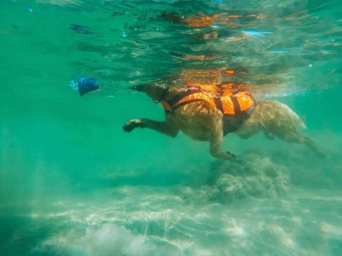 Рятувальний жилет для собак Safe life jacket 2.0 Non-stop dogwear Помаранчевий 3