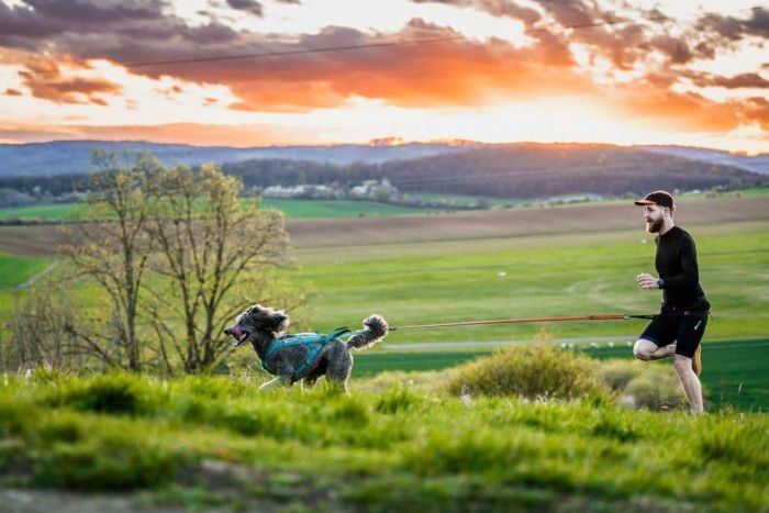 Пояс для прив'язі собак Canix belt 2.0 Non-stop dogwear Чорний M