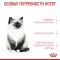 АКЦІЯ Royal Canin Kitten для кошенят на кожен день (до 12 місяців) набір корму 2 кг + 4 паучі 