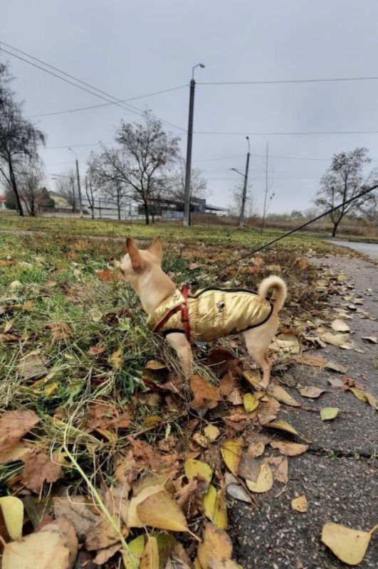 Дубай жилет для собак Dog Love золото XXS