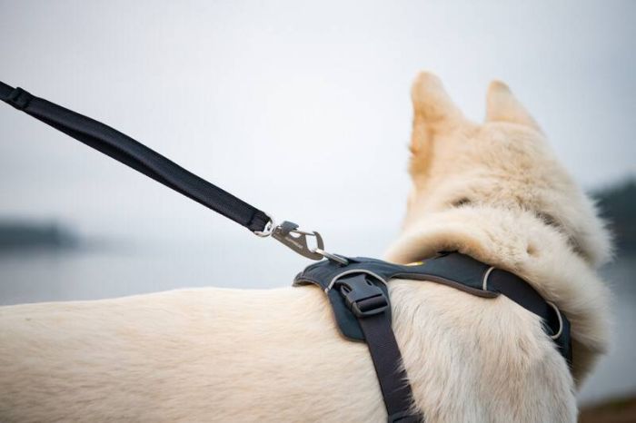 Повсякденна шлейка для собак Ruffwear Front Range® M 69-81 см Сірий