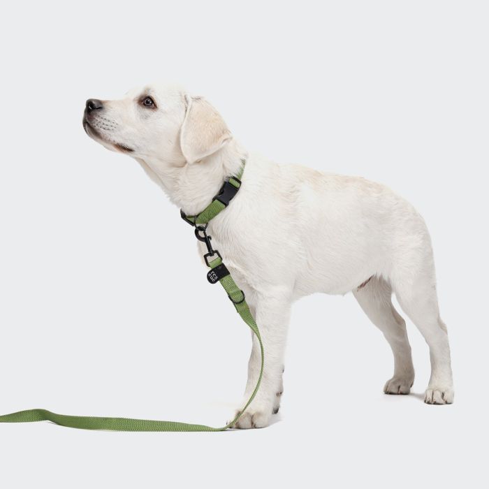 Повсякденний повідець для собак Cloud7 Rescue Basic Зелений L