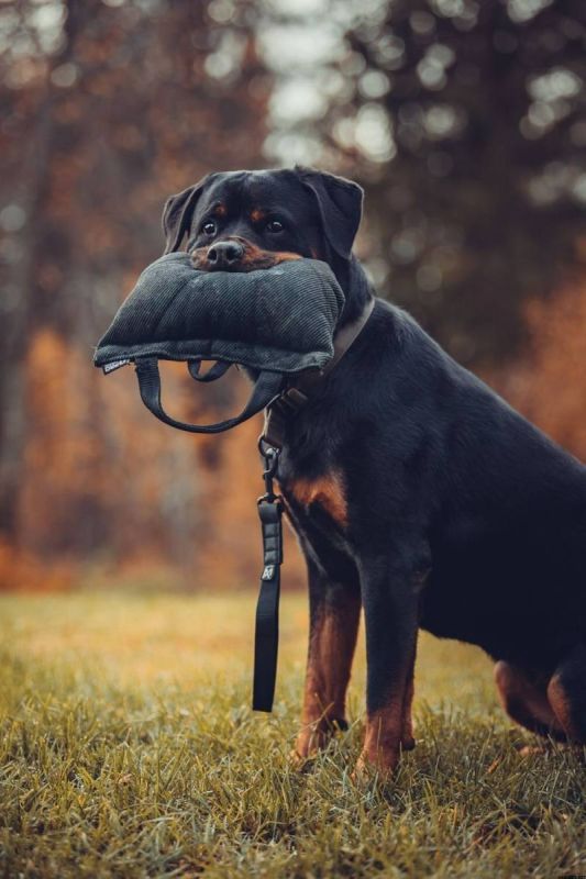 Повідець для собак Security leash Non-stop dogwear Чорний