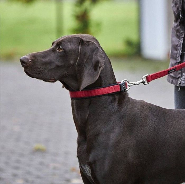 Нашийник для собак пом'якшений Wolters Professional Comfort 8 60-65 см / 35 мм Червоний