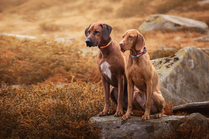 Нашийник для собак Trail quest collar Non-stop dogwear Чорний з помаранчевим L