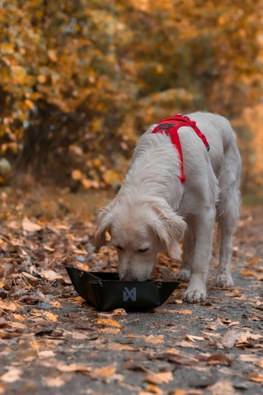 Складна миска для собак Trekking bowl Non-stop dogwear Чорний M