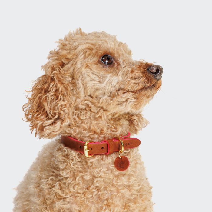 Нашийник для собак Cloud7 Prince Park Рожевий M