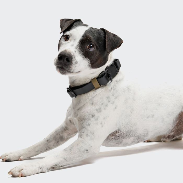 Нашийник для собак Cloud7 Ipanema Чорний L