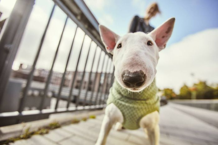 Флісова куртка для собак Hurtta Razzle-Dazzle Midlayer 55 Сірий