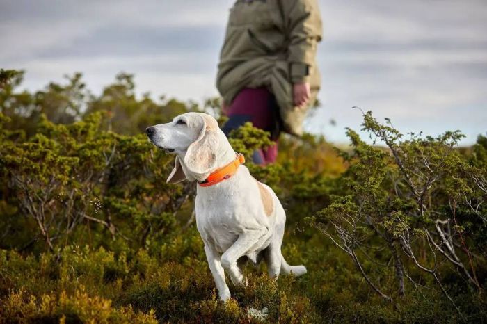 Нашийник для собак Safe Non-stop dogwear Помаранчевий 40