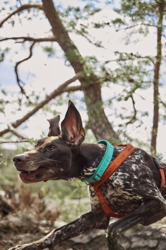 Нашийник для собак Hurtta Casual ECO 40-50 Бірюзовий