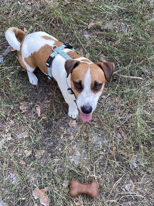 Анатомічна шлейка для собак Wolters Professional XL 75-100 см / 25 мм Зелений