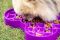 Миска слоуфідер для маленьких собак LickiMat Small Slodog Purple
