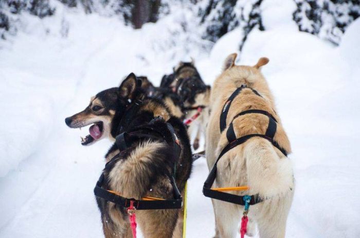 Шлейка для собак Nansen stick harness Non-stop dogwear Чорний 6,5