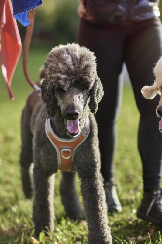 Шлейка для собак пом'якшена з ручкою Hurtta Venture No-Pull 80-100 см Помаранчевий