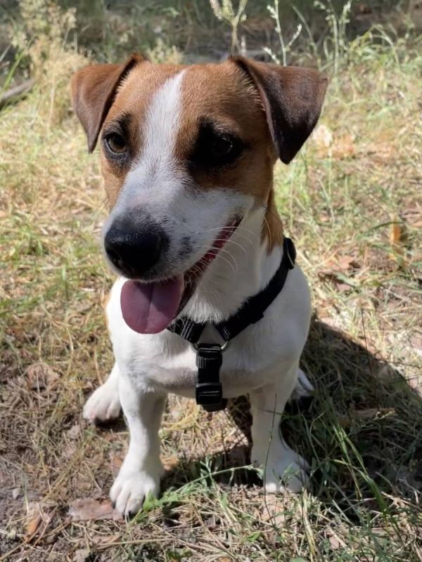 Анатомічна шлейка для собак Wolters Professional M 30-50 см / 15 мм Чорний