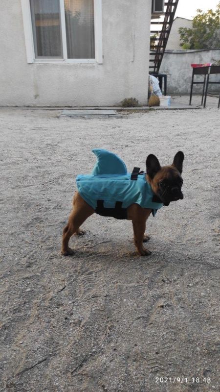 Акула Жилет для купання собак S