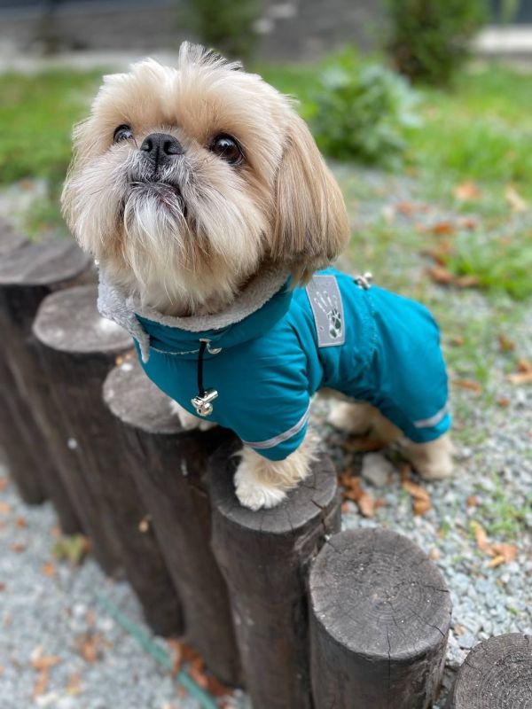 Єдність комбінезон для собак хлопчиків велсофт без силікону S3