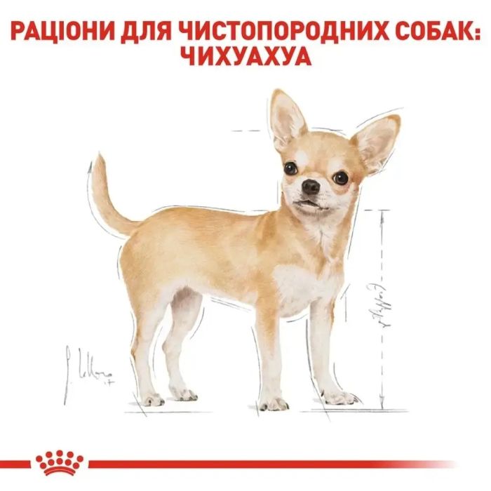 АКЦІЯ Royal Canin Chihuahua AD набір корму для собак 1,5 кг + 4 паучі 