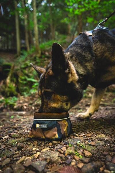 Повсякденна шлейка для собак Ruffwear Front Range® XXS 33-43 см Сіро-коричневий