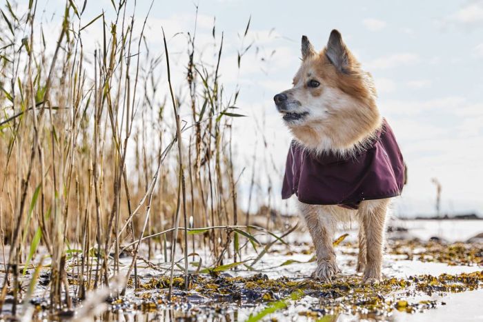 Дощовик для собак Hurtta Mudventure Coat ECO 25 Фіолетовий