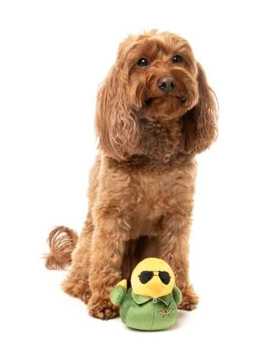 М'яка іграшка для собак FuzzYard Качечка Гус S