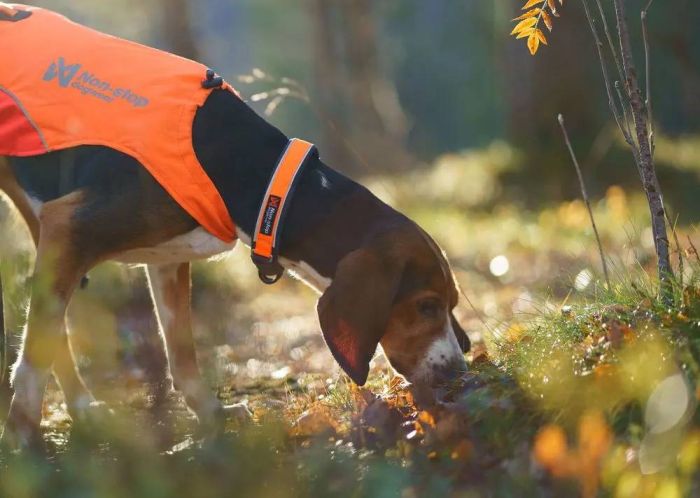 Нашийник для собак Protector Non-stop dogwear Помаранчевий 50