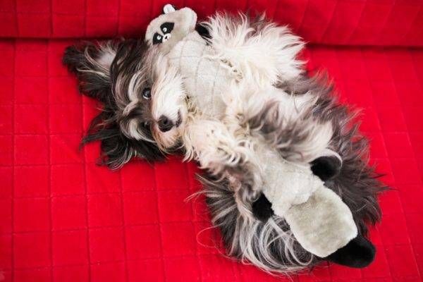 М'яка іграшка для собак єнот ZippyPaws Jigglerz Raccoon з пищалкою