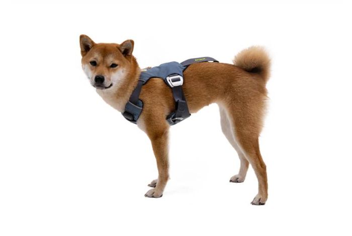 Автошлейка для собак Ruffwear Load Up™ L/XL 81-107 см Синій