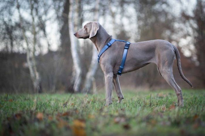 Анатомічна шлейка для собак Wolters Professional M 30-50 см / 15 мм Синій