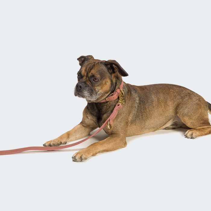 Нашийник для собак Cloud7 Tiergarten Персиковий XXXL