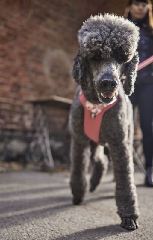 Шлейка для собак пом'якшена Hurtta Weekend Warrior 80-100 см Рожевий