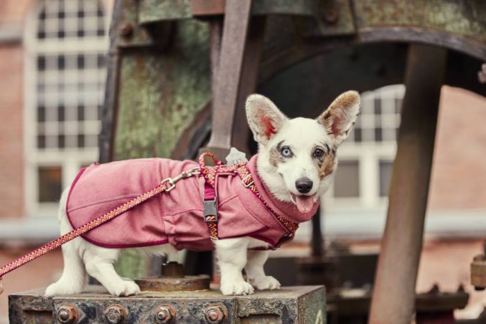 Флісова куртка для собак Hurtta Razzle-Dazzle Midlayer 55 Рожевий