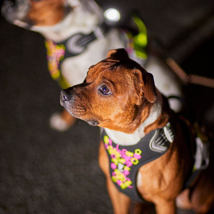 Шлейка пом'якшена для собак Hurtta Weekend Warrior Neon Harness II ECO Лакрична 65-80