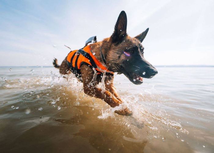 Рятувальний жилет для собак Safe life jacket 2.0 Non-stop dogwear Помаранчевий 7