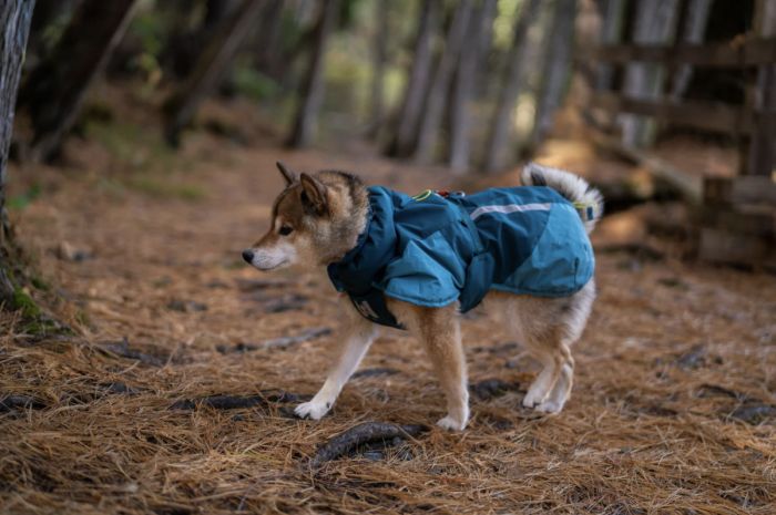 Тепла зимова куртка для собак Glacier jacket 3.0 Non-stop dogwear Бірюзовий 30