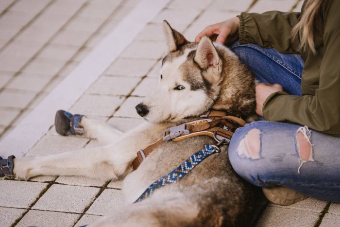 Шлейка для собак пом'якшена Hurtta Weekend Warrior 60-80 см Бежевий