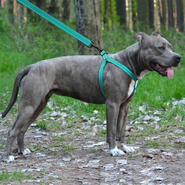 Шлея капронова світловідбиваюча колір ментол ширина 25мм  Обхват грудей 58-71см