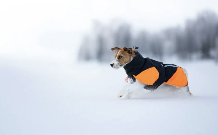 Тепла зимова куртка для собак Glacier jacket 3.0 Non-stop dogwear Чорний/Помаранчевий 70